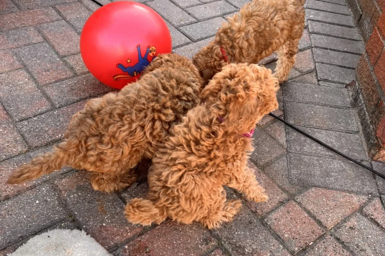 Cockapoo