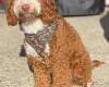 Cockapoo