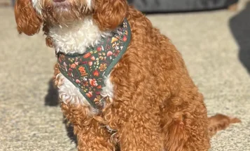 Cockapoo
