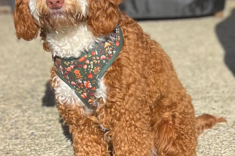 Cockapoo