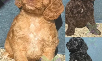 Cockapoo