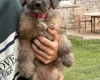 Cockapoo