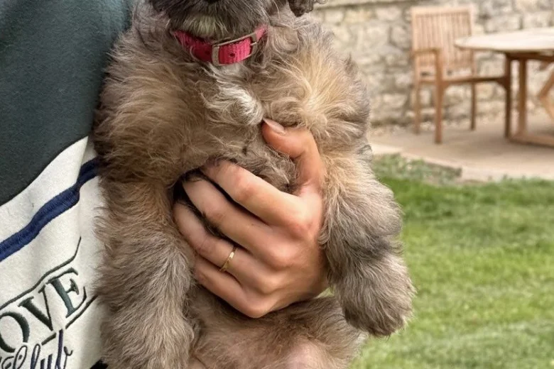 Cockapoo