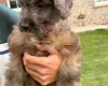 Cockapoo