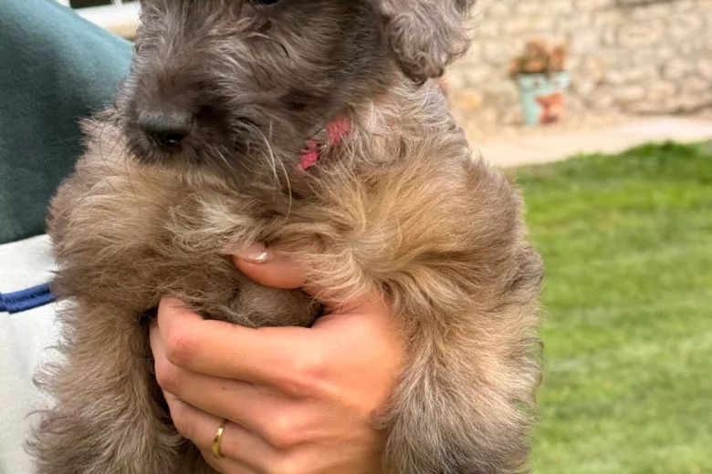 Cockapoo