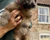 Cockapoo