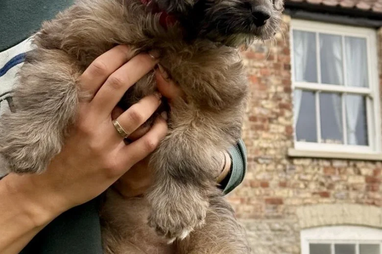 Cockapoo
