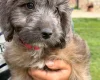 Cockapoo