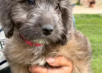 Puppy 1