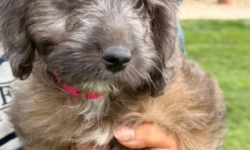 Cockapoo