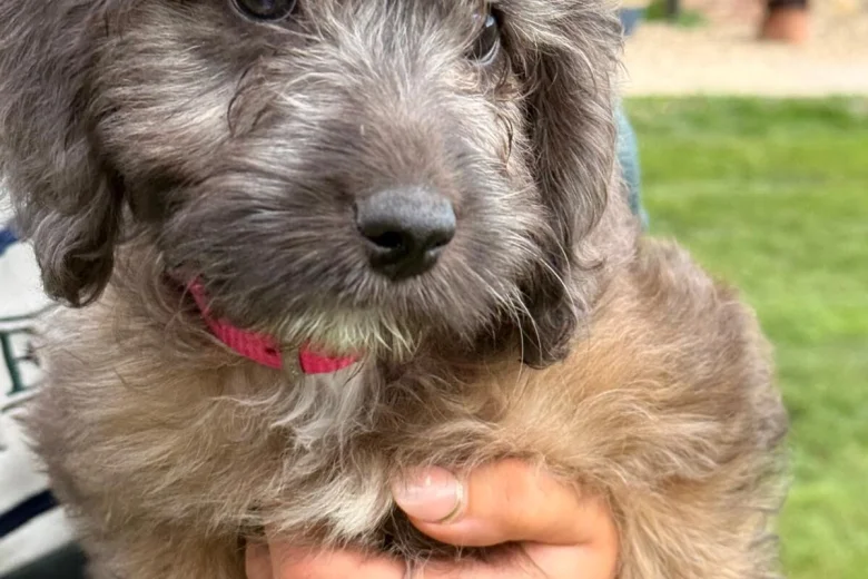 Cockapoo