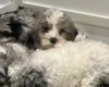 Cockapoo