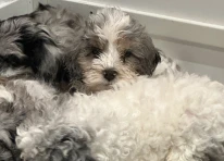Puppy 4