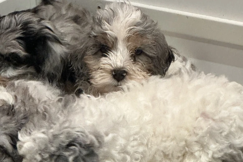 Cockapoo