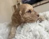 Cockapoo