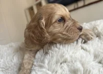 Puppy 1