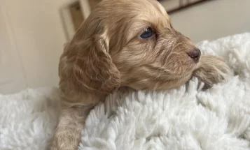 Cockapoo