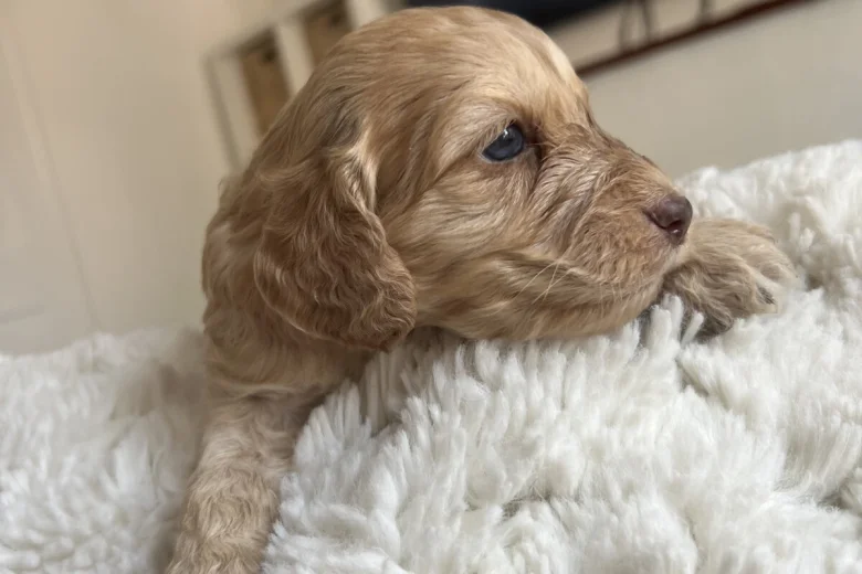 Cockapoo