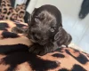 Cockapoo