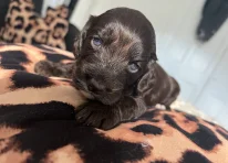 Puppy 2