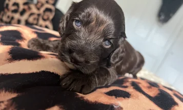 Cockapoo
