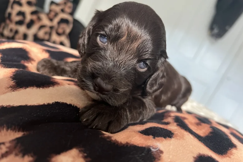 Cockapoo