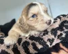Cockapoo