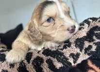 Puppy 3