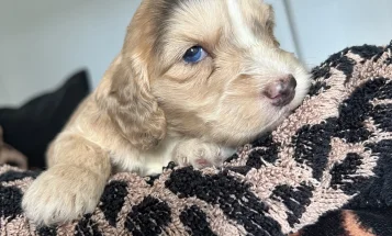 Cockapoo