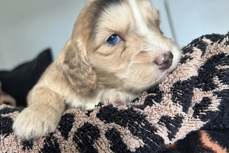 Cockapoo