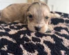 Cockapoo
