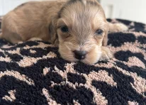 Puppy 4