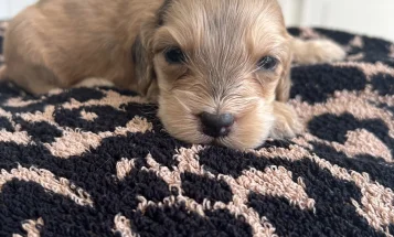 Cockapoo