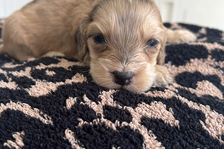 Cockapoo
