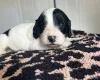 Cockapoo