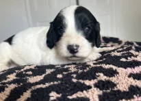 Puppy 5