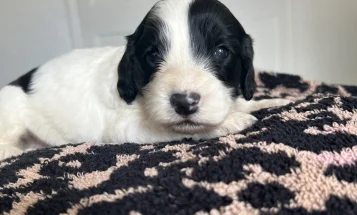 Cockapoo