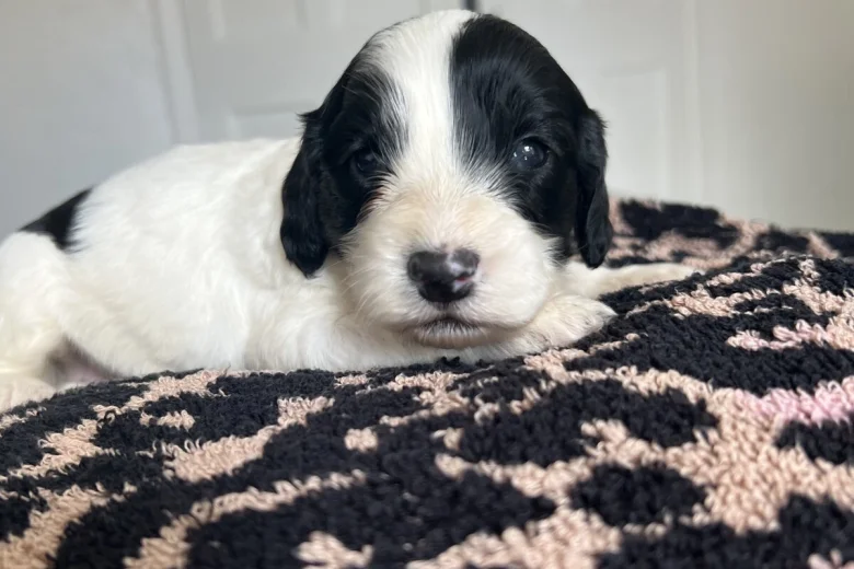 Cockapoo