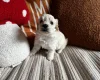 Cockapoo