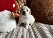 Puppy 1