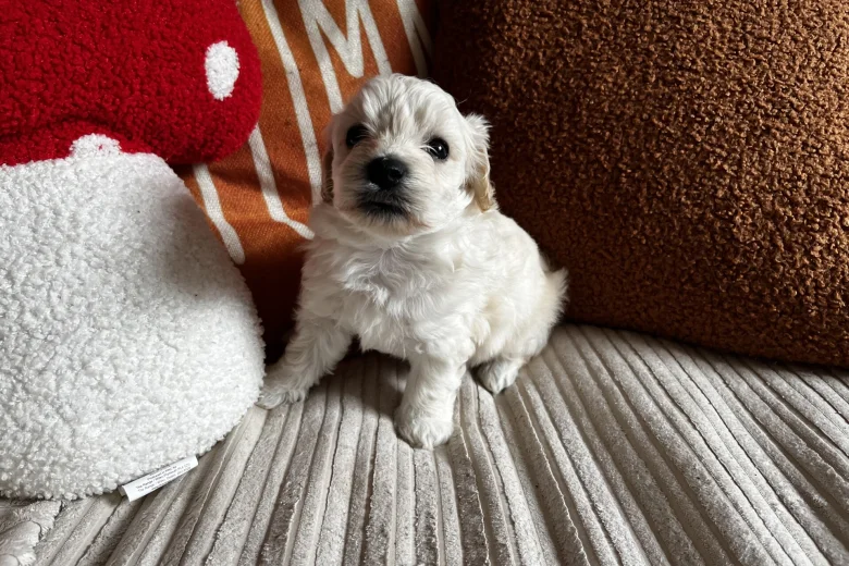 Cockapoo