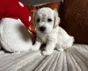 Cockapoo