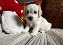 Puppy 2