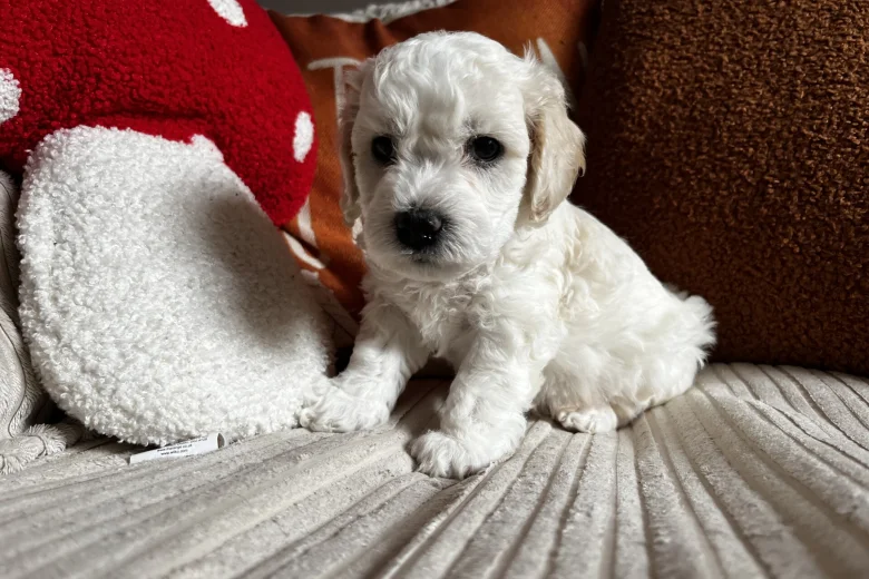 Cockapoo