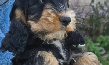 Cockapoo