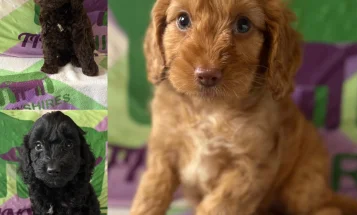 Cockapoo