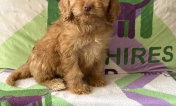 Cockapoo