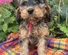 Cockapoo