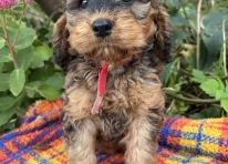 Puppy 1