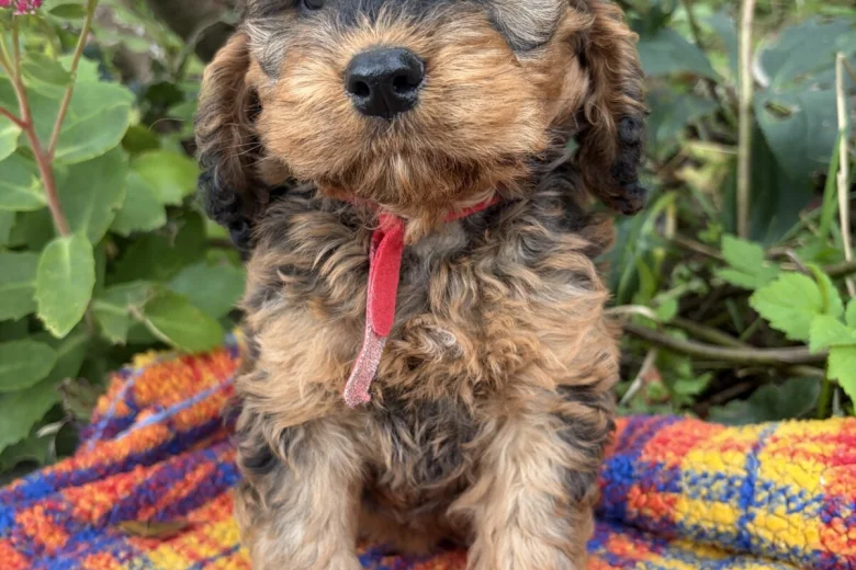 Cockapoo